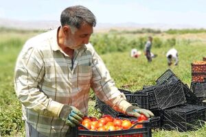 ۱۸ هزار شغل برکت در بخش کشاورزی کردستان