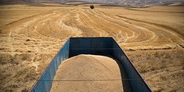 پیش‌بینی تولید ۱۴ میلیون تن گندم در سال جاری/ یک میلیون تن افزایش نسبت به سال گذشته