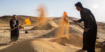 افزایش ۲۳ درصدی خرید گندم مازاد بر نیاز کشاورزان