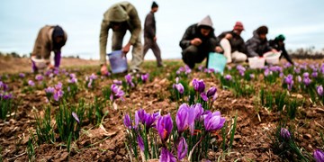 راه‌اندازی معاملات قراردادهای اختیار معامله زعفران