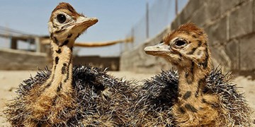 ایران دومین کشور بزرگ تولیدکننده شترمرغ در جهان است