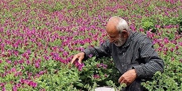 درمان گیاهی برای بیماری هلندی