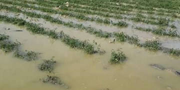 خسارت بخش کشاورزی مناطق سیل‌زده تا یک ماه آینده پرداخت می‌شود