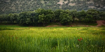 خنک‌ترین استان‌ها در فصل گرما/هوا در کشور گرم‌تر می‌شود