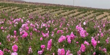 جایگاه نخست ایران در تولید گل محمدی در جهان