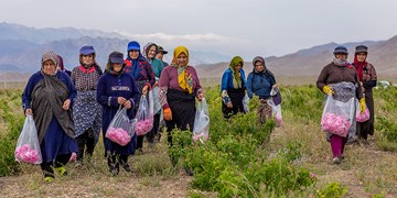 رونق تولید در لاله‌زار؛ از کشت گل تا صادرات اسانس گل محمدی