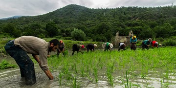 ابلاغ ممنوعیت کشت برنج در غیر از استان‌های شمالی/ الگوی کشت تا سال آینده اجرا می‌شود