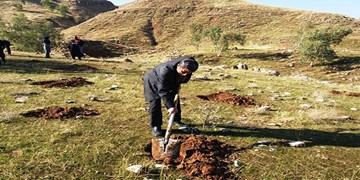 کاشت 4 میلیون نهال در سراسر کشور در قالب نهضت نهال‌کاری آغاز شد