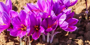 ورود سازمان تعاون روستایی به حذف دلالی از بازار زعفران