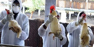 شیوع آنفلوآنزای H5N6 در چین / زنگ هشدار برای ایران به صدا درآمد