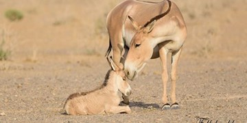 انتقال  6 راس گورخر به پارک ملی سیاهکوه اردکان