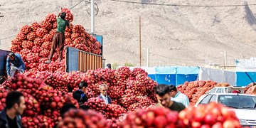 عرضه انار و هندوانه در شب یلدا با قیمت مصوب