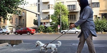 سگ‌گردانی در مراکز عمومی لواسان ممنوع است