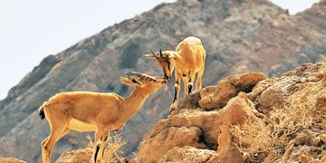 باید طبقه بندی حفاظت مناطق در ایران عوض شود