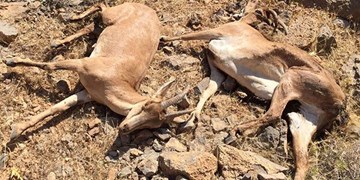 مدیرکل حیات وحش سازمان محیط زیست تغییر کرد
