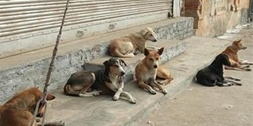 آمادگی شهرداری برای واگذاری سگ به دوستداران محیط زیست