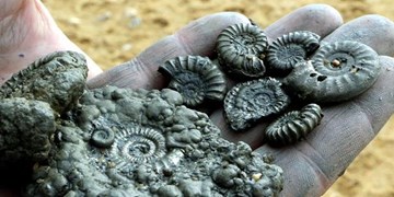 کشف عرصه سنگواره‌های چند صدمیلیون ساله در خراسان رضوی