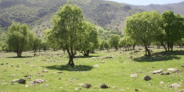 برای بهبود سلامت روان در جنگل قدم بزنید