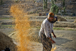 بی‌تدبیری در تعیین نرخ خرید تضمینی گندم/ مجلس از دولت شکایت می‌کند