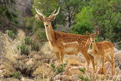 لذت جنگل‌نوردی در دل کویر/ خنکای نسیم نهر مسیح تابستان را دل‌انگیز می‌کند