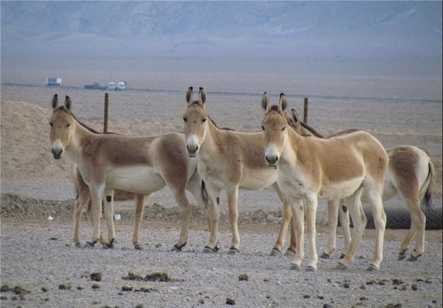 آغاز دور جدید انتقال گورخرهای ایرانی به سمنان