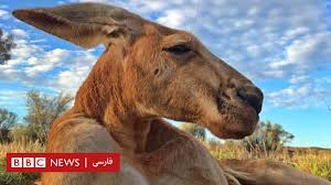 کانگوروی «خوش‌هیکل» در ۱۲ سالگی مرد