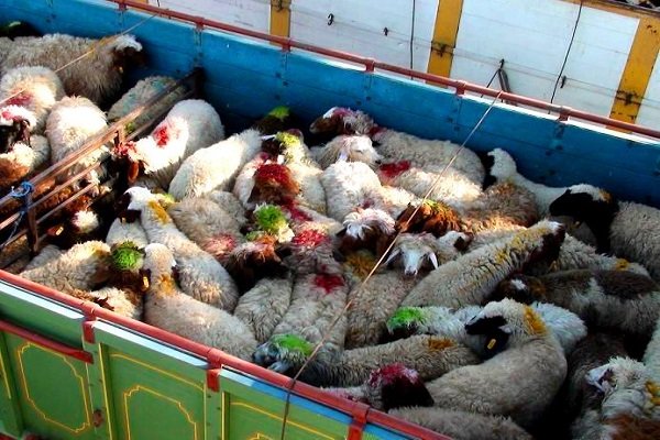 کشف ۴۲ راس دام قاچاق در همدان
