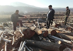 کشف ۱۳ اصله گرده بنه قاچاق جنگلی در شهرستان خلخال