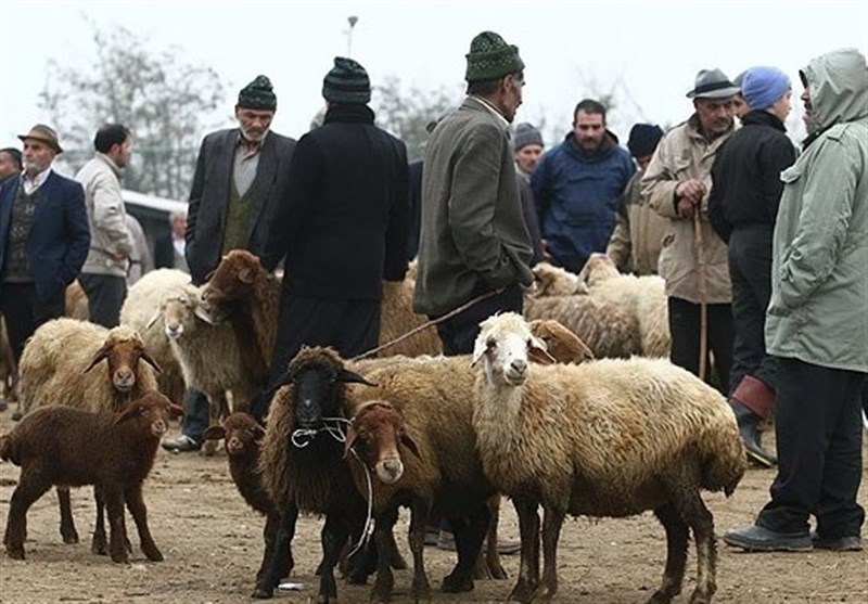 خرید، فروش و حمل "دام" چه زمانی قاچاق است؟