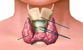 همه آنچه که باید درباره کم کاری تیروئید بدانید