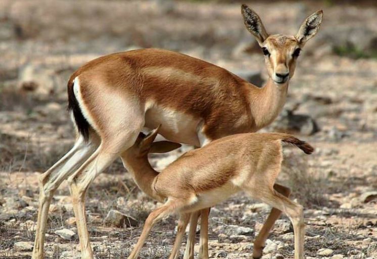 نمایی دیدنی از حیات در جزیره کیش + تصویر