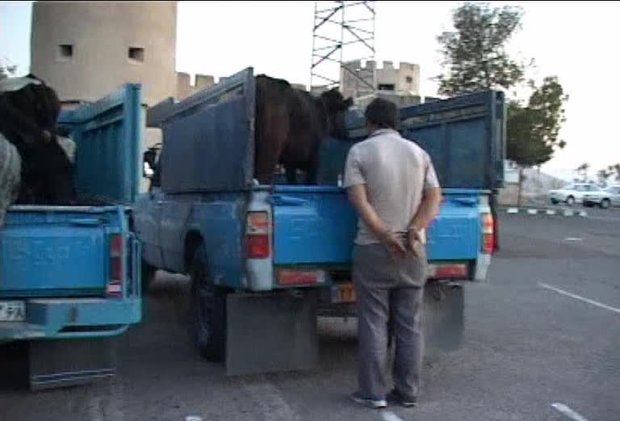 سارق حرفه ای احشام در چالوس دستگیر شد