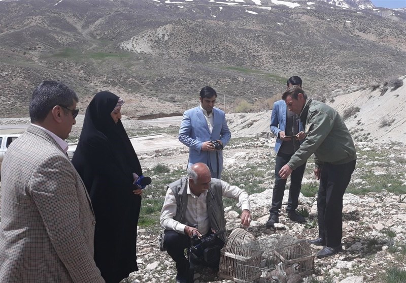 ۸ قطعه کبک وحشی در طبیعت دنای شرقی رهاسازی شد