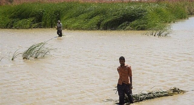 انتقاد یک مسئول از برداشت زودهنگام نیزارهای تالاب هامون