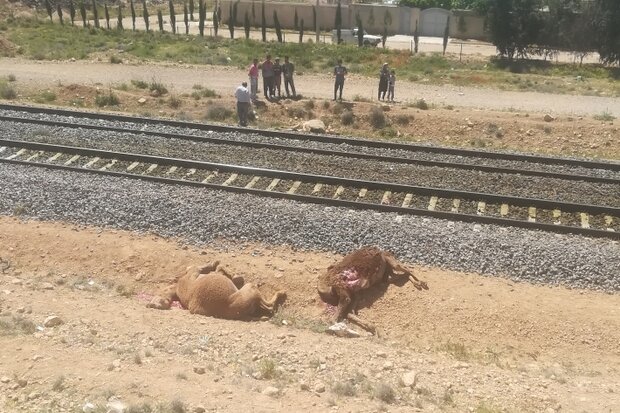 ۶ شتر بر اثر برخورد با قطار شیراز به تهران تلف شدند