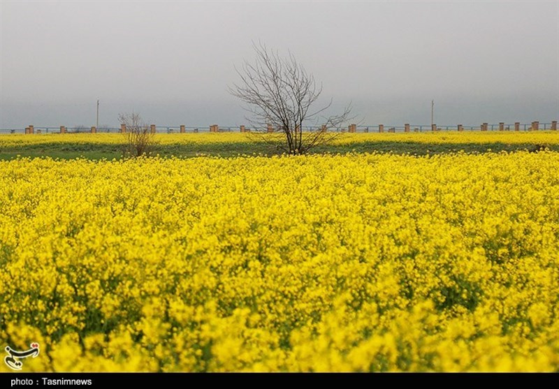 ۱۰۰ هزار تن کلزا بر اثر سیلاب‌های‌ اخیر خسارت دید