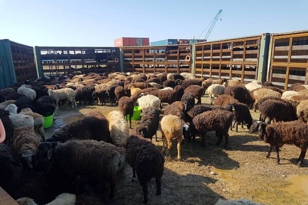 مراسم ذبح بهداشتی دام عید قربان امسال برگزار نمی‌شود