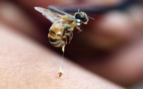 تاثیر زهر زنبور عسل بر درمان کرونا
